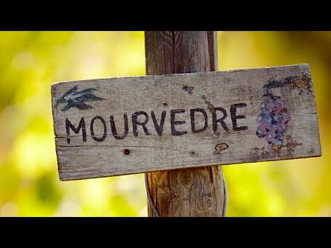 Видео: Mmm Мурведр Mourvèdre Monastrell Mataro