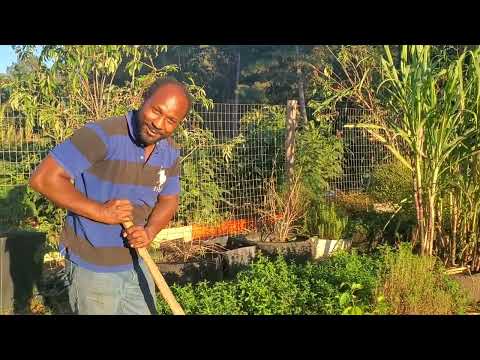 Видео: Мы — Бааак! Обновление/экскурсия по саду TOP (часть 2)