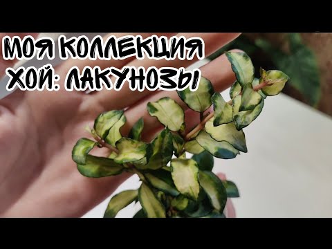 Видео: Моя коллекция хой. Часть 1: Лакунозы. хойя Муншайн, Супер эскимо и другие.