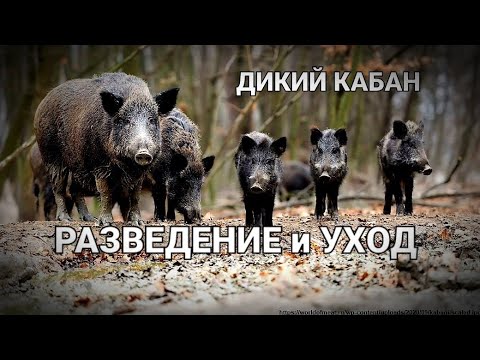 Видео: РАЗВЕДЕНИЕ ДИКОГО КАБАНА В ХОЗЯЙСТВЕ/УХОД,КОРМЛЕНИЕ/ ЧТО ВЫГОДНО СВИНЬИ ИЛИ ДИКИЕ КАБАНЫ/