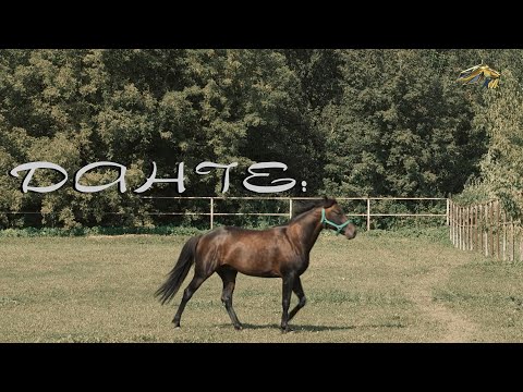 Видео: PRO_Лошадей. Данте. 15 сентября 2024 года. 17:50
