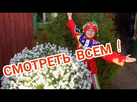 Видео: 😍Сказочный Алиссум Сноу Принцесс!///Magische Lobularia Snow Princess!❄☃️🍀