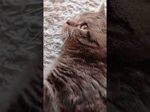 Видео: Our cat Peach is having a great time. And you? | Наш кот Персик отлично проводит время. А вы? #кот