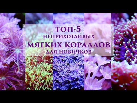 Видео: Топ-5 неприхотливых мягких кораллов для морского аквариума