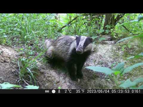 Видео: ✅СТОЛЬКО ЖИВОТНЫХ В ЛЕСУ Я НИКОГДА НЕ ВИДЕЛ ФОТОЛОВУШКИ