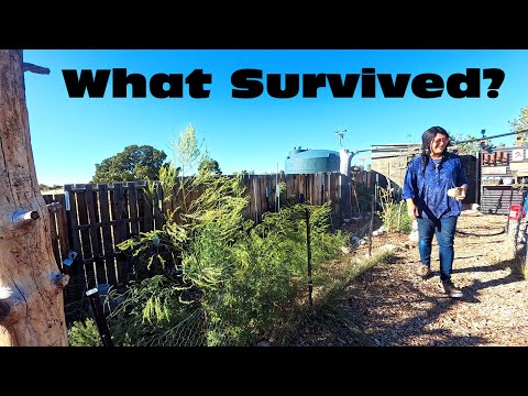 Видео: Морозы в конце сезона: экскурсия по огороду, сбор урожая и уборка | Food Forest Gardening