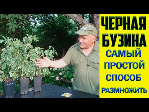 Видео: Черная бузина. Самый простой и эффективный способ размножить.