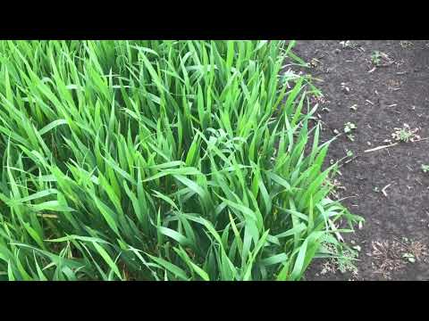 Видео: Опыты с нормами высева пшеницы от 1 до 5 млн с междурядием 19 и 38 см