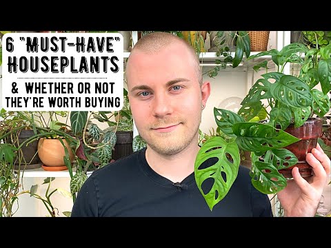 Видео: 6 обязательных комнатных растений — и действительно ли они стоят того, чтобы их покупать
