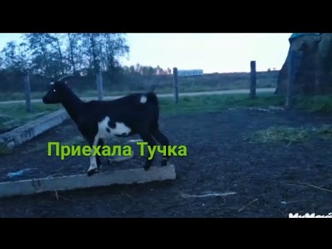 Видео: Чужая козочка в стаде на две недели.