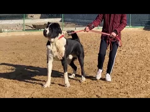 Видео: В гостях у Зия|Один из лучших Питомников Туркмении | Turkmen alabay dogs  #волкодав #алабай #alabai