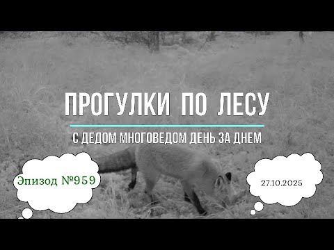 Видео: Прогулки по лесу. День за днем с дедом Многоведом. 27 октября 2025г. Эпизод 959.