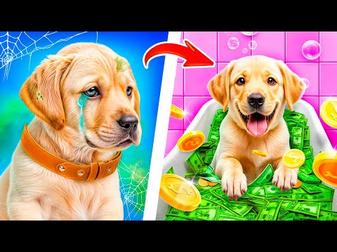 Видео: Миллионеры усыновили бедную собаку! Как ухаживать за питомцами!