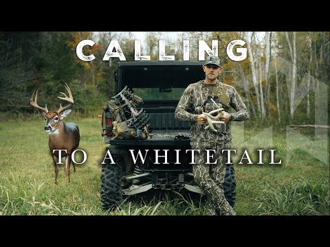 Видео: Я добился большого успеха с этим! (зов белохвостого оленя)
