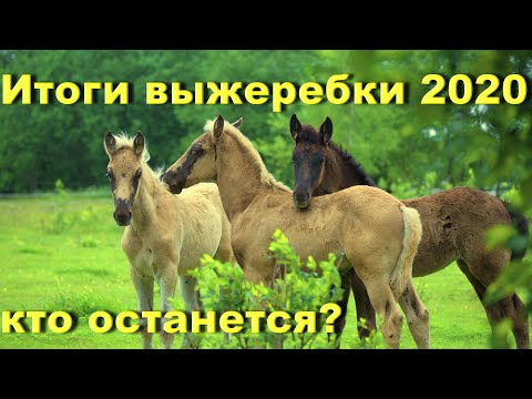 Видео: Жеребята этого года. Кто продается? Проект "Русская серебристая" 2020.