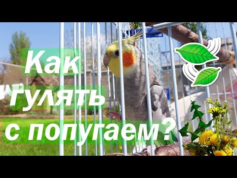 Видео: Как гулять с попугаем на улице? Солнечные ванны для попугая. | Рокки Life