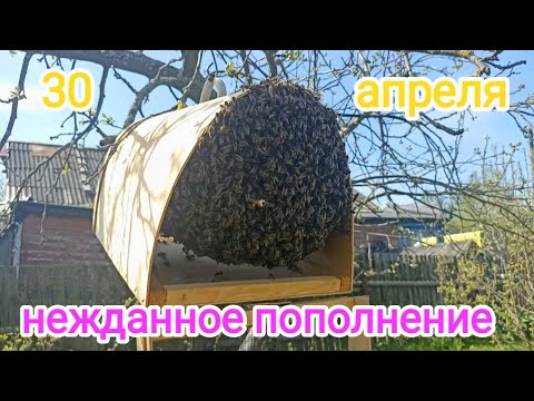 Видео: ШОК. Первый РОЙ 2024 года. ПЧЕЛОВОДСТВО!