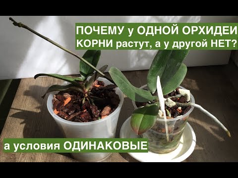 Видео: Корни ОРХИДЕИ НЕ РАСТУТ, а у другой как на дрожжах! Почему и что делать?