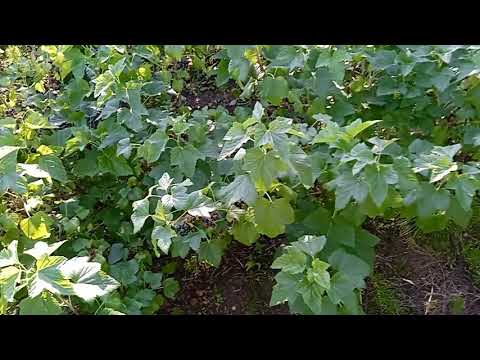 Видео: Щитовка. Вредитель смородины.Борьба.Причина поражения.