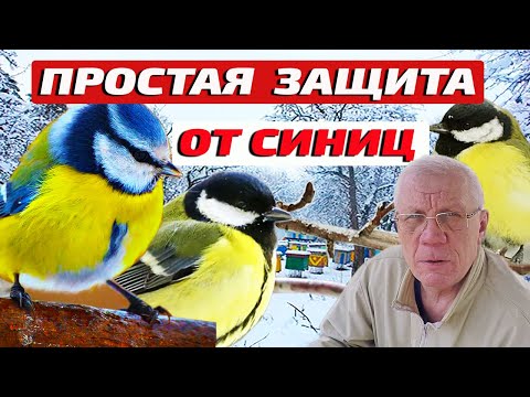 Видео: Как бороться с синицами на пасеке? Защита пчел от синиц просто и бесплатно!