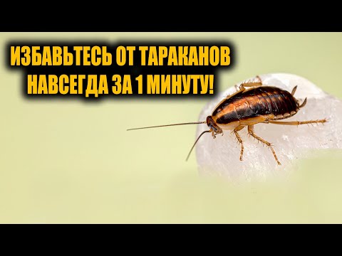 Видео: Избавилась от тараканов навсегда! 1 минута и тараканов никогда не будет!