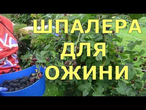 Видео: Шпалера для ожини