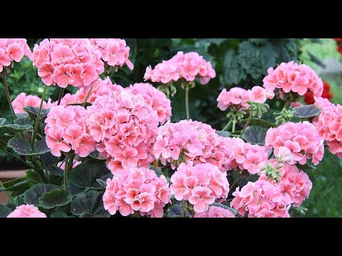 Видео: Новые гибридные Пеларгонии  Квантум F1, Мультиблум F1 и Булз Ай F1.