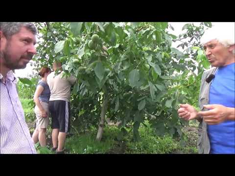 Видео: Обмен опытом с ЭКОСАД под руководством Алексея Васильевича Ткачука  Песчанский в возрасте 5 лет  Июл