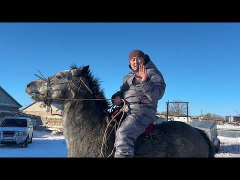 Видео: В табун на купленном жеребце. Проверим как ходит. #айгыр #коневодство #лошади #кони #жылкы #
