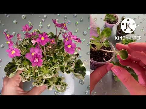 Видео: И снова покупки мини фиалок и химер!😁