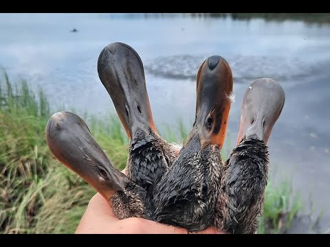 Видео: ОХОТА НА УТКУ , ШИКАРНОЕ УТРО С ИЖ 43 . ДОБЫЧА ЕСТЬ .