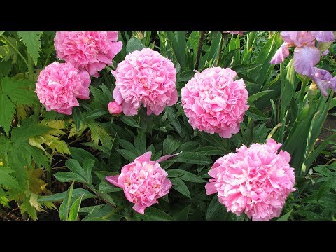 Видео: Делим пион  Сентябрь – начало октября