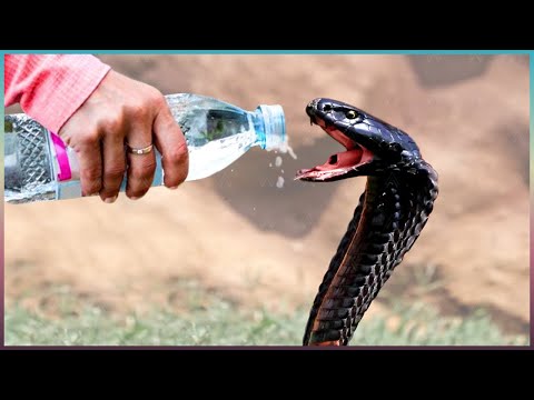 Видео: Эти Животные ЗВАЛИ на ПОМОЩЬ! Попробуй НЕ ЗАПЛАКАТЬ и Спасение животных!