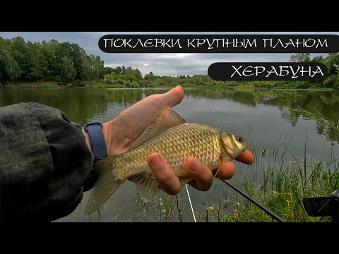 Видео: КАРП РВЁТ ЛЕСКУ! Карась. Херабуна.