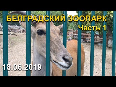 Видео: Зоопарк в Белграде. Часть 1.