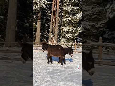 Видео: Я хочу показать как звучит красиво Латгальский язык.