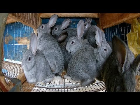 Видео: Отсадка крольчат. Их масса. НЗБ/Шиншила/Калифорния