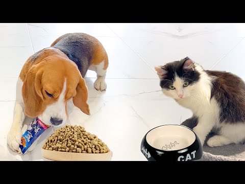 Видео: ШЕРЛОК ПРОТИВ КОТА. БРОС ШОУ ПЕТ