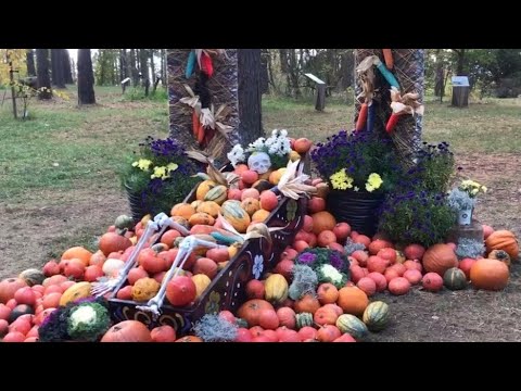 Видео: Скелети, Черепи, Гроби У Лісі!🫣😳