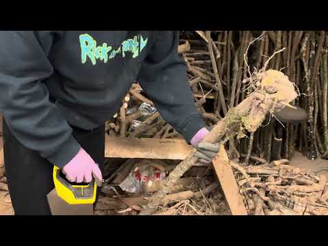 Видео: Как сделать палку из корня терновника — поиск ручки