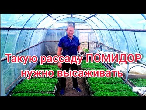Видео: Такую рассаду ПОМИДОР нужно высаживать