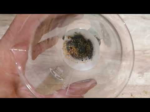 Видео: ЗОЛОТО. Запорол раствор.