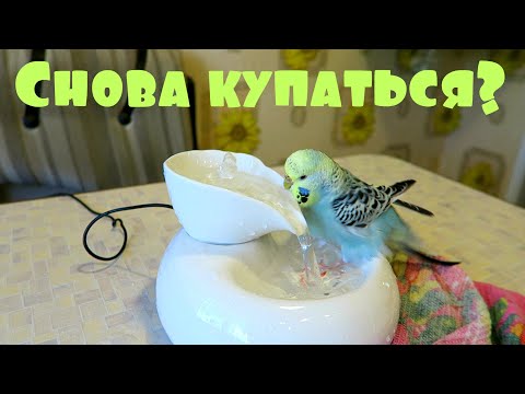 Видео: КАК ЧАСТО НАДО КУПАТЬ ПОПУГАЕВ?