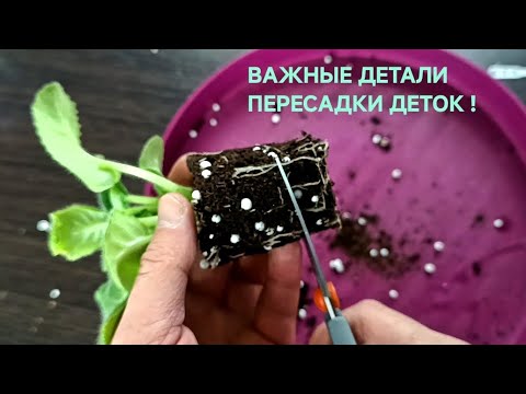 Видео: ВАЖНЫЕ МОМЕНТЫ В ПЕРЕСАДКЕ ДЕТОК!