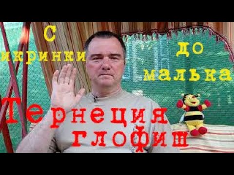 Видео: От икринки до малька Разведение тернеции глофиш Нерест тернеции