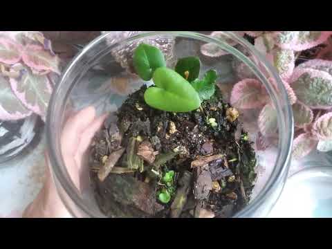 Видео: Хемионитис (Hemionitis) сердечный папоротник - живём, растем, радуем)