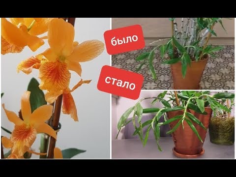 Видео: укрощение ОРХО-СТРОПТИВОГО:  Dendrobium Stardust