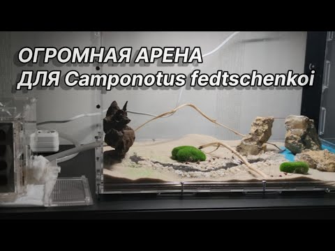 Видео: ОГРОМНАЯ АРЕНА ДЛЯ CAMPONOTUS FEDTSCHENKOI