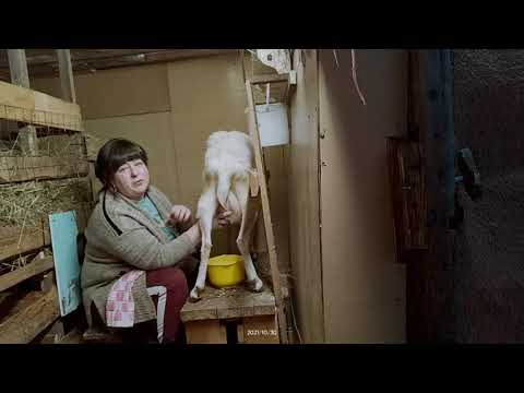 Видео: Сыпь на вымени у козы (причины).Доим правильно