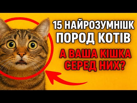 Видео: 15 найрозумніших порід котів. А ваша кішка серед них?